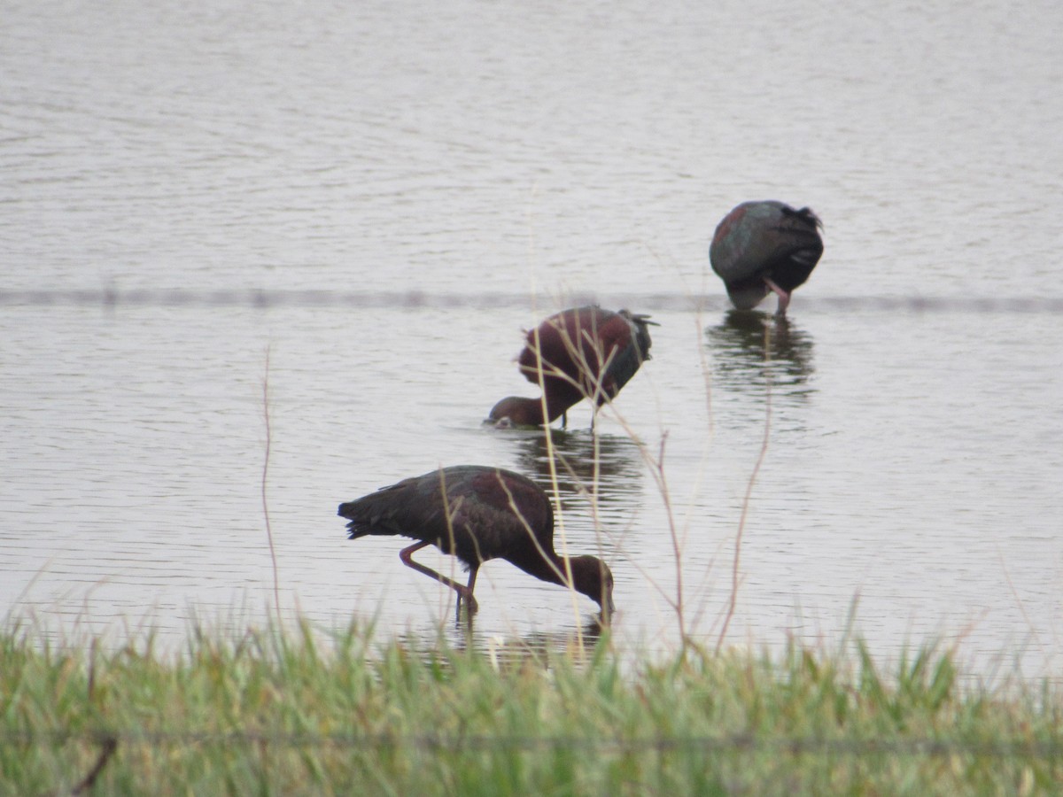 Beltzaran musuzuria - ML644874956