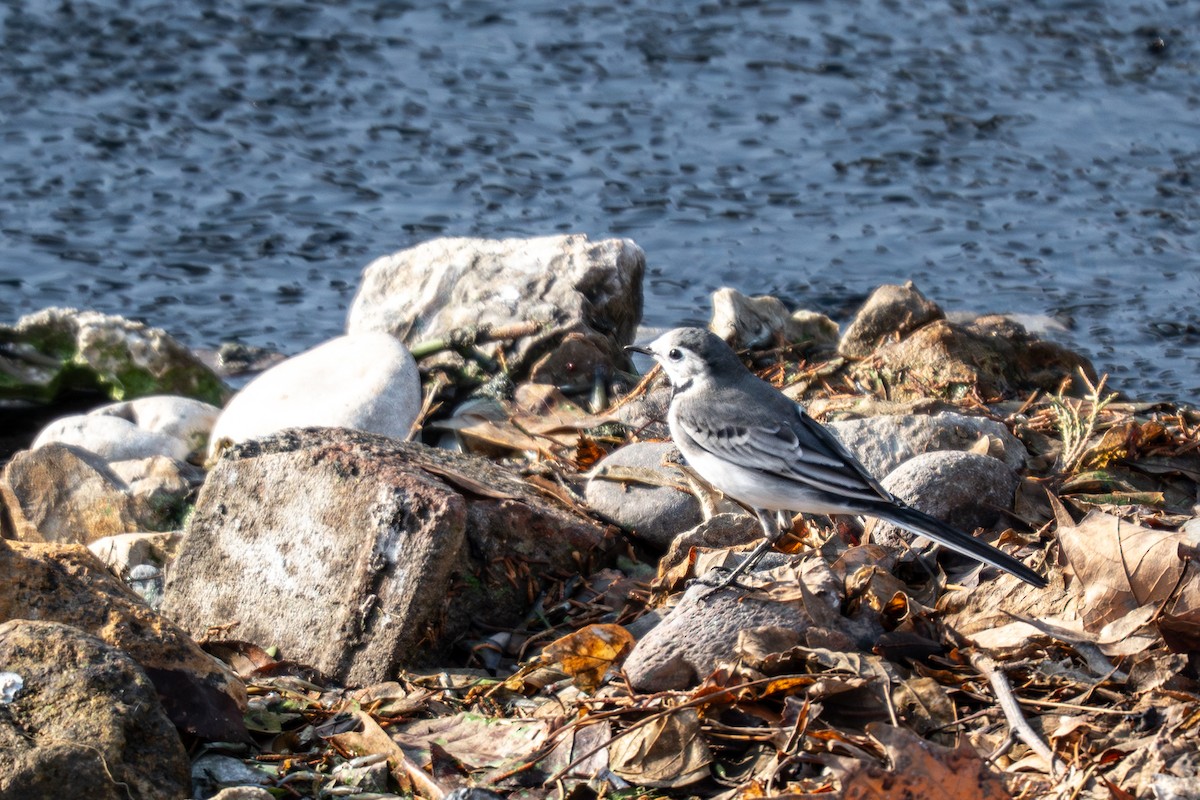 White Wagtail - ML644874958