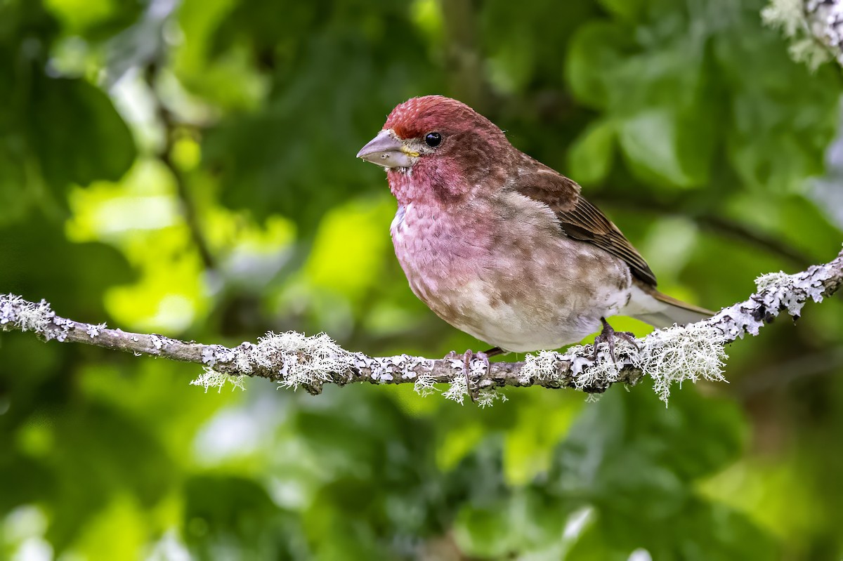 Camachuelo Purpúreo - ML644874959