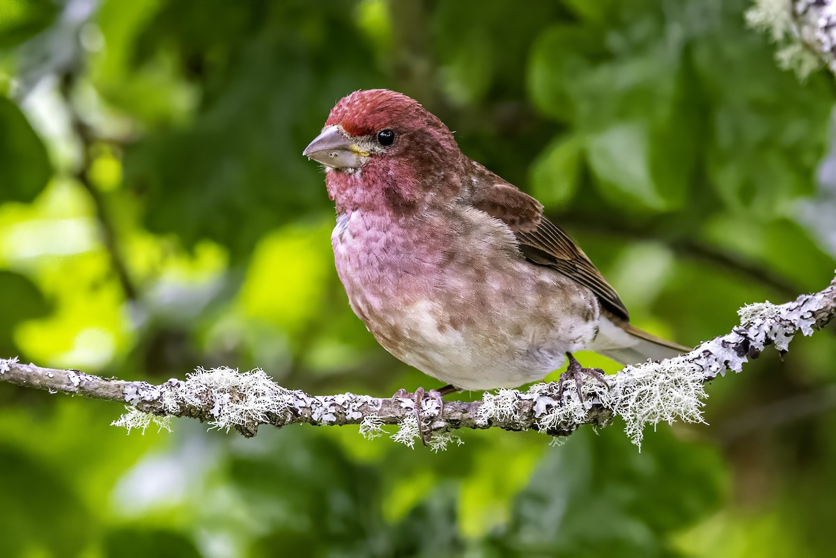 Camachuelo Purpúreo - ML644874962
