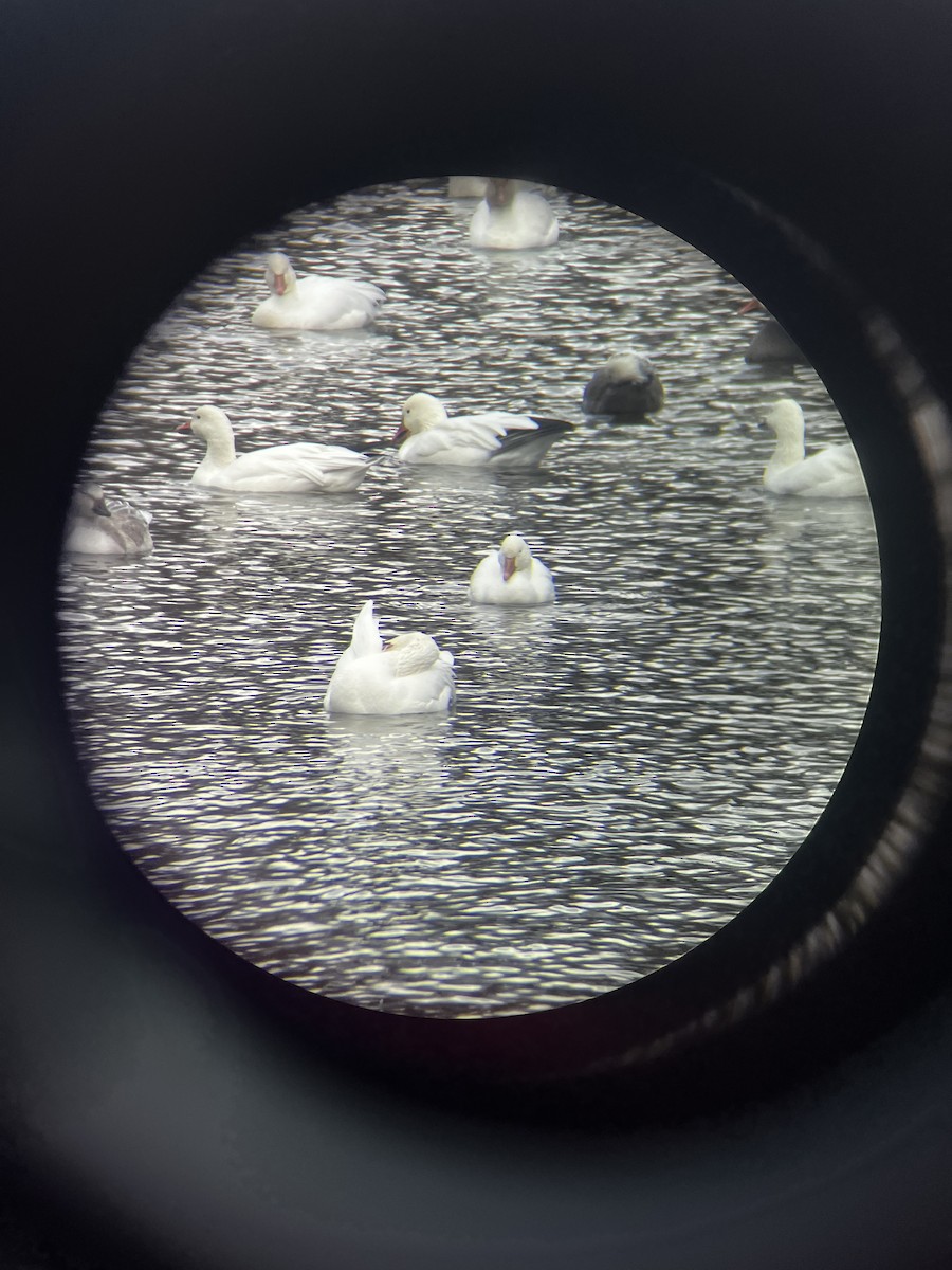 Snow Goose - ML644874963