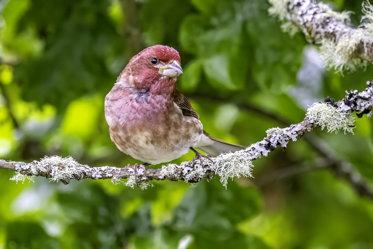 Camachuelo Purpúreo - ML644874964
