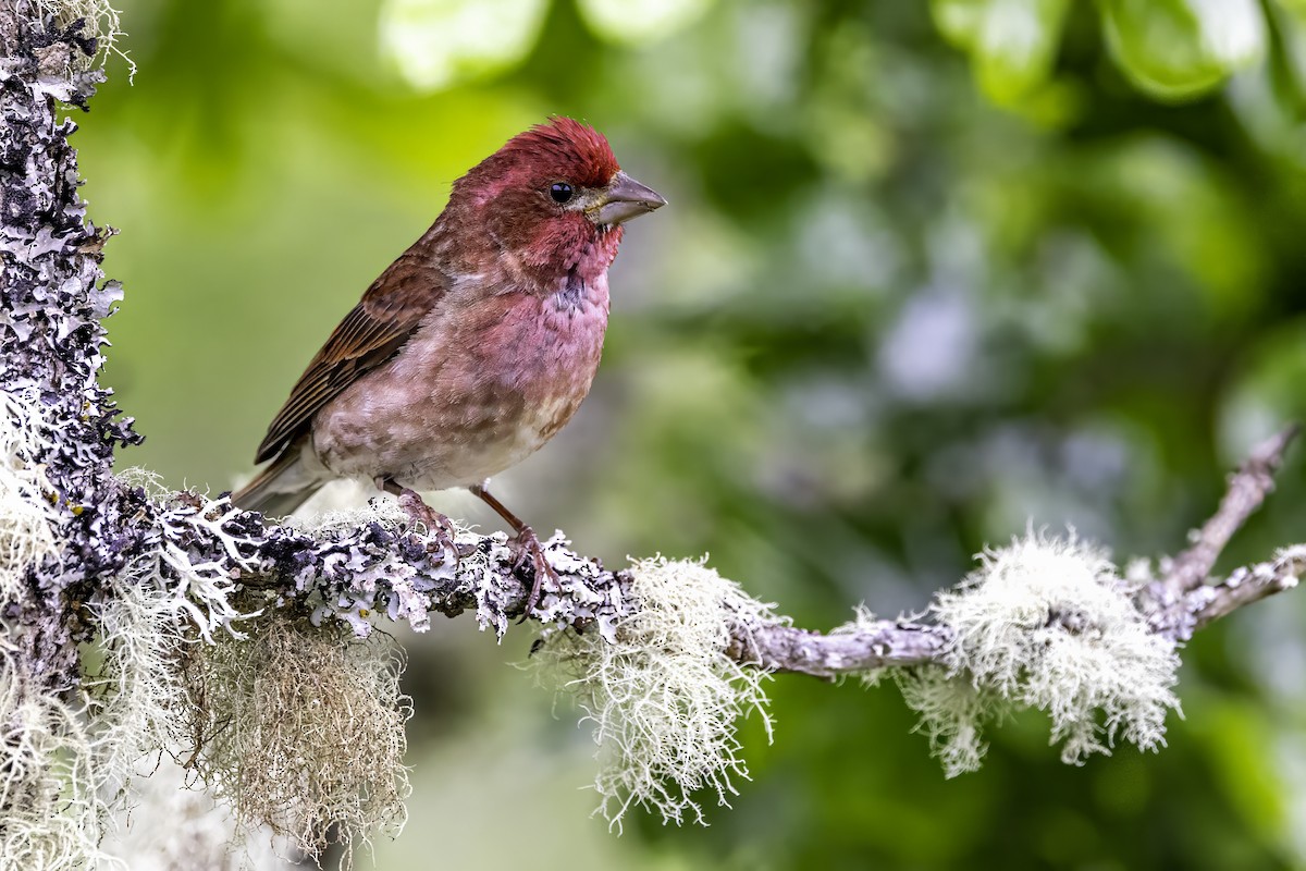 Camachuelo Purpúreo - ML644874968