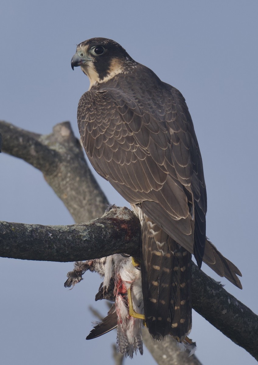 Peregrine Falcon - ML644874971