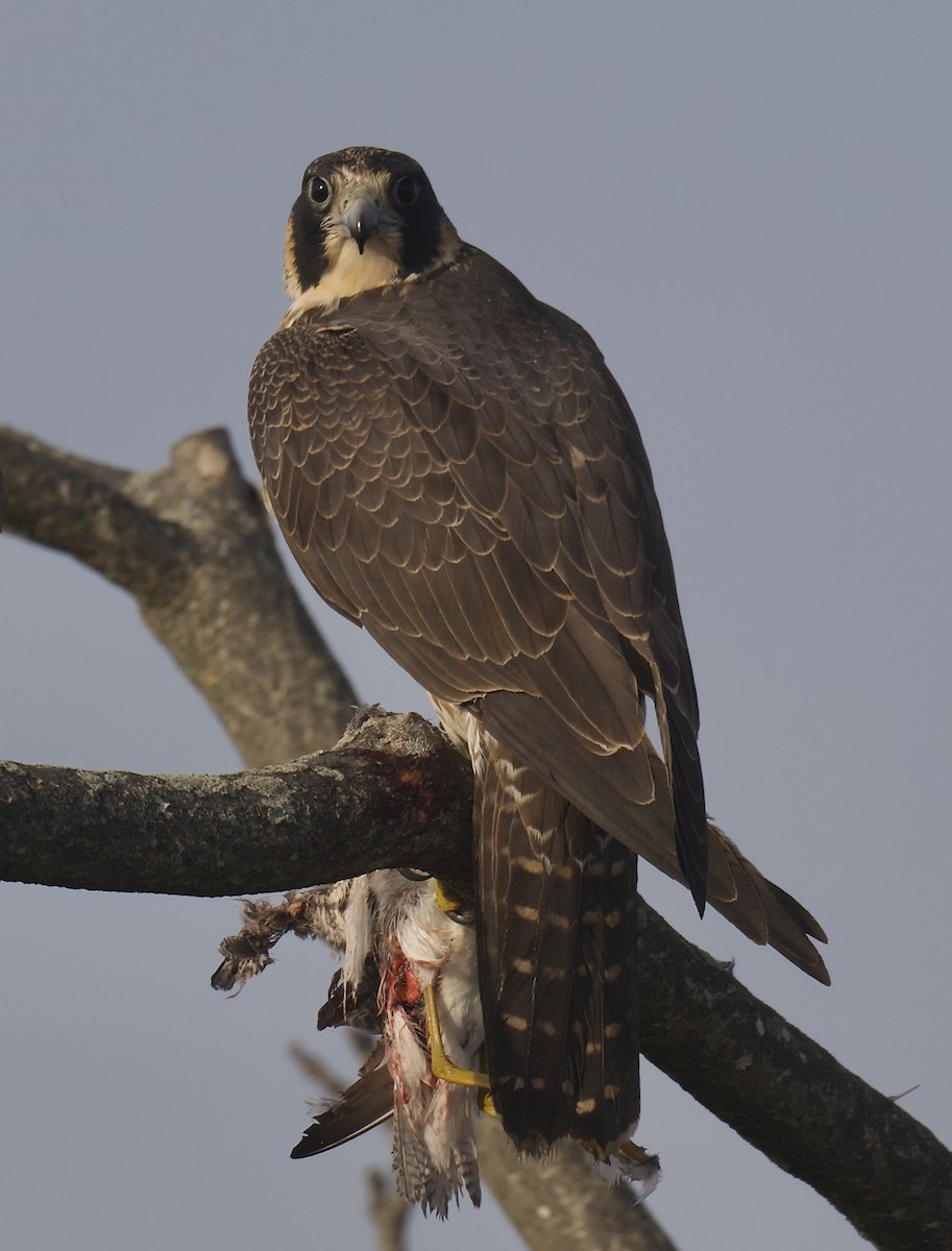 Peregrine Falcon - ML644874972