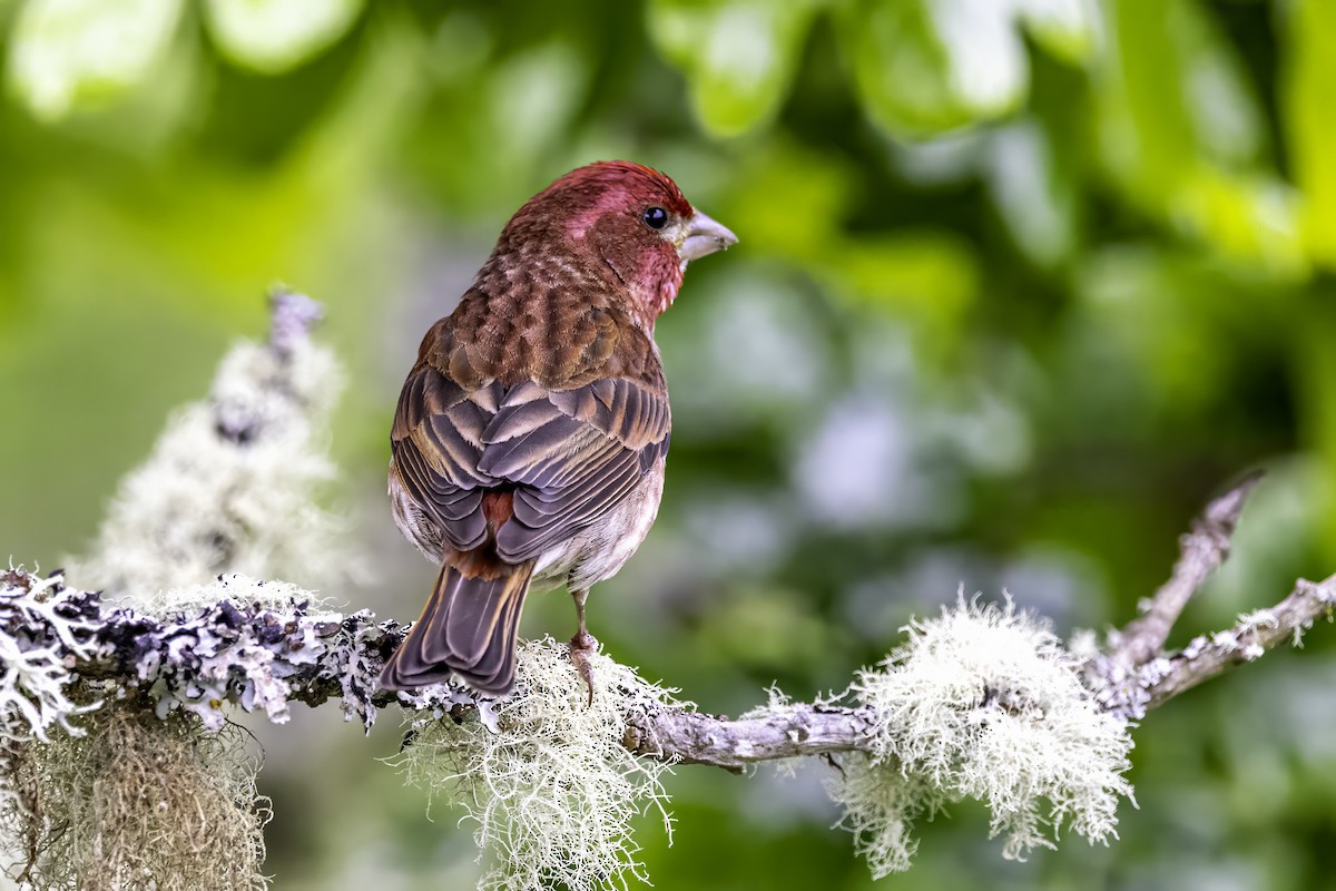 Camachuelo Purpúreo - ML644874973