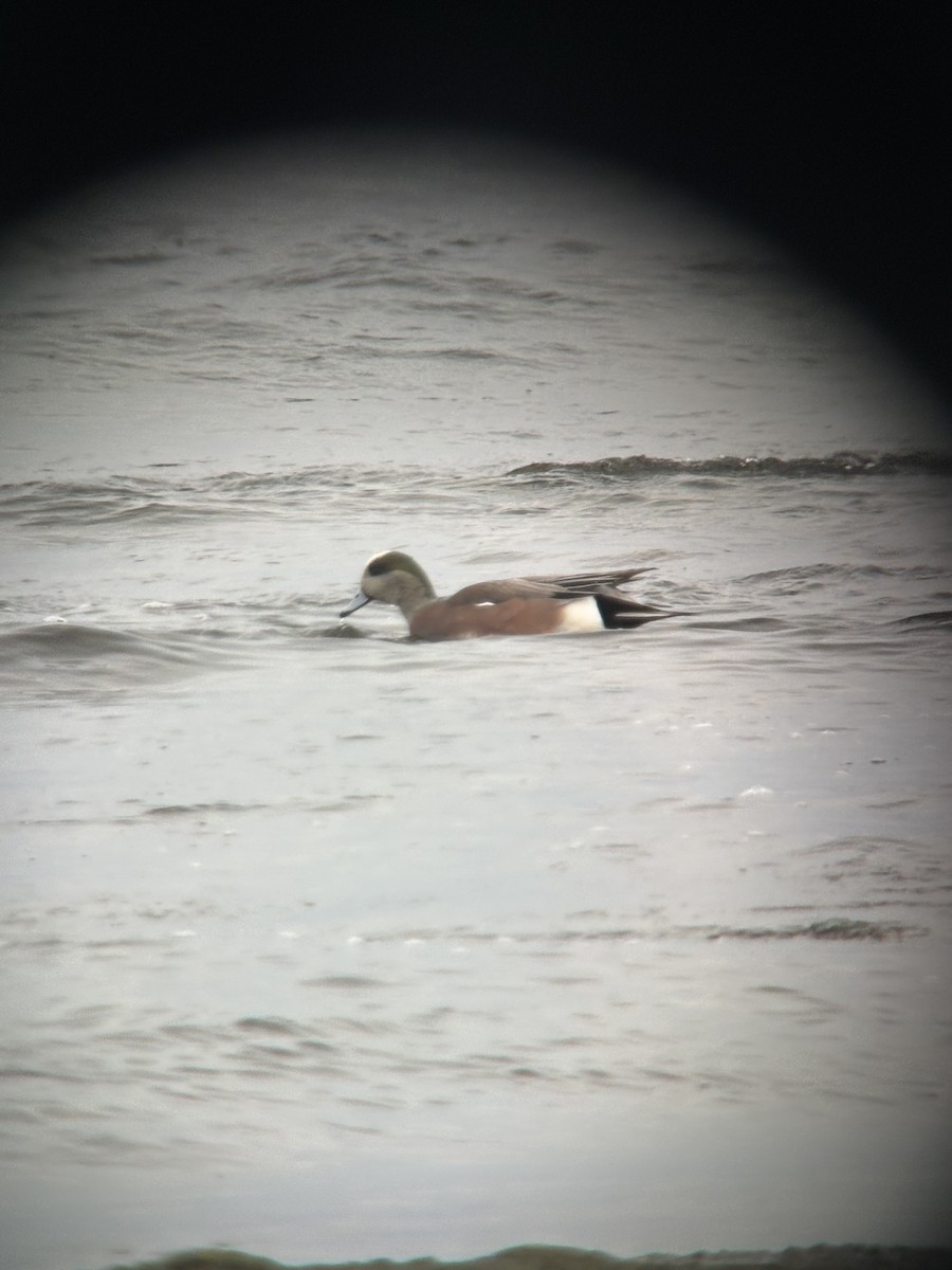 American Wigeon - ML644874975