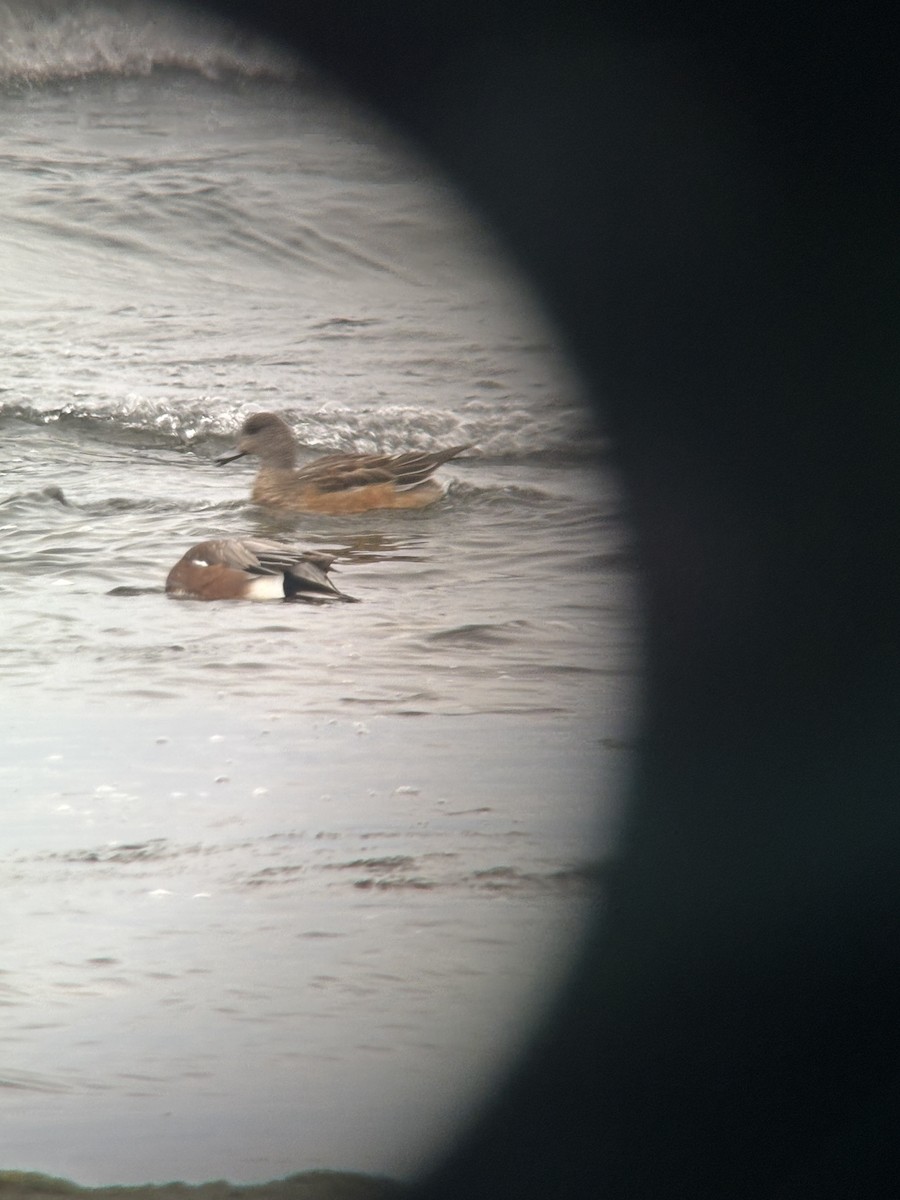 American Wigeon - ML644874976