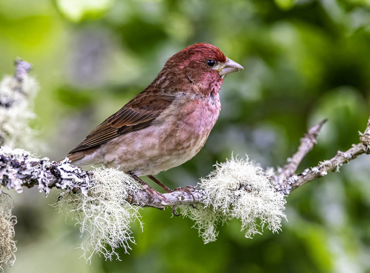 Camachuelo Purpúreo - ML644874977