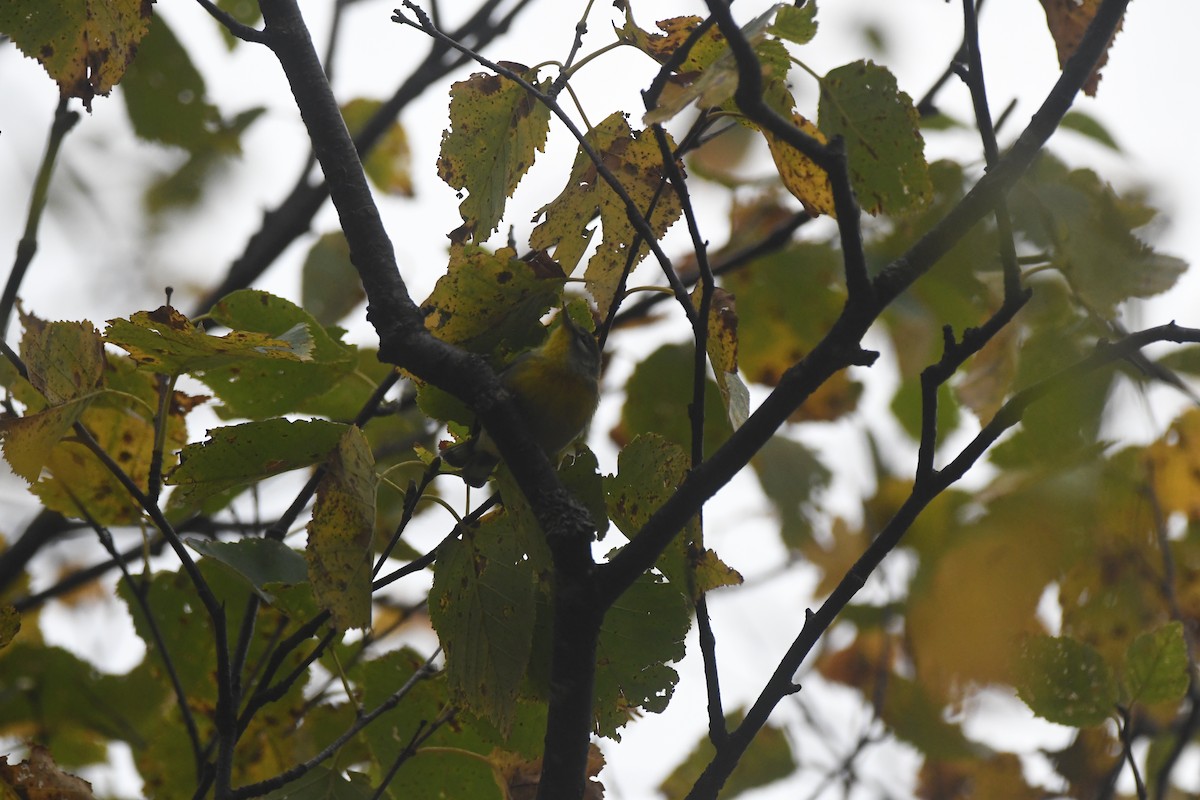 Northern Parula - ML644874981