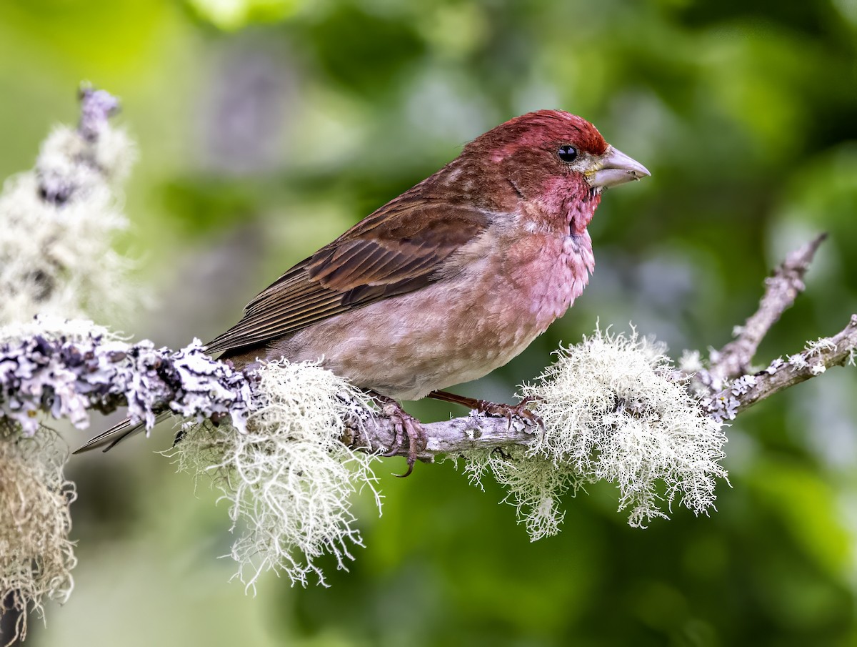 Camachuelo Purpúreo - ML644874983