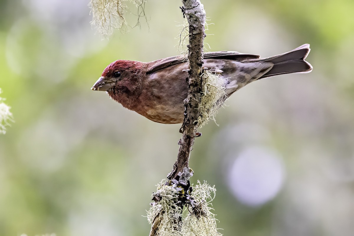 Camachuelo Purpúreo - ML644874986