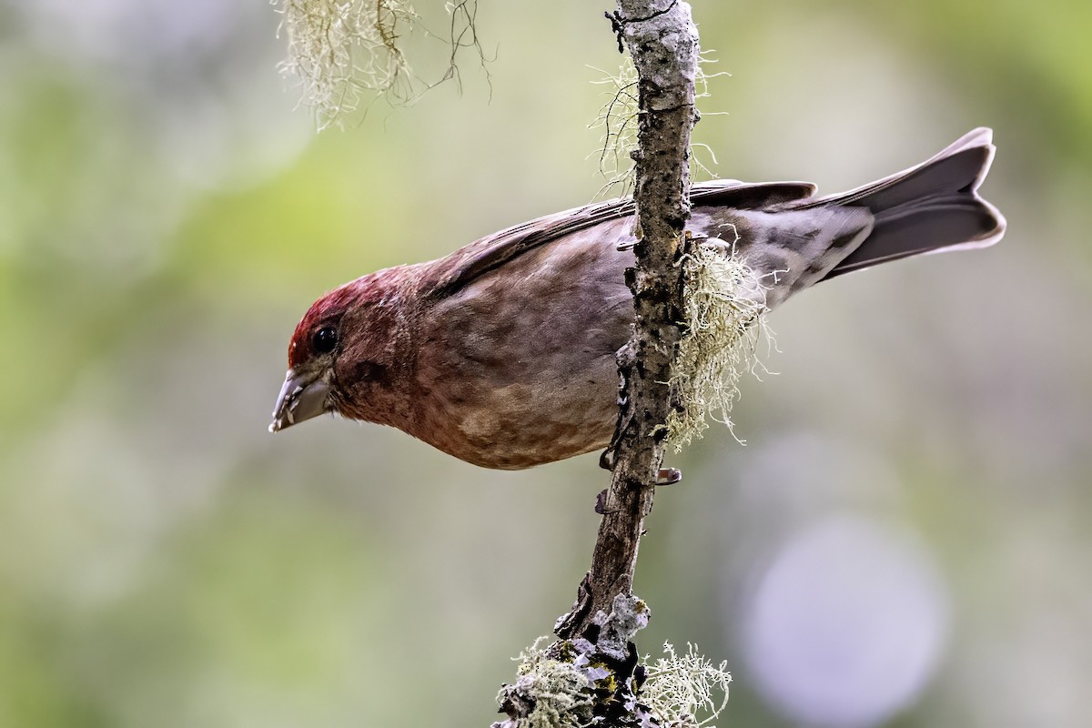 Camachuelo Purpúreo - ML644874988