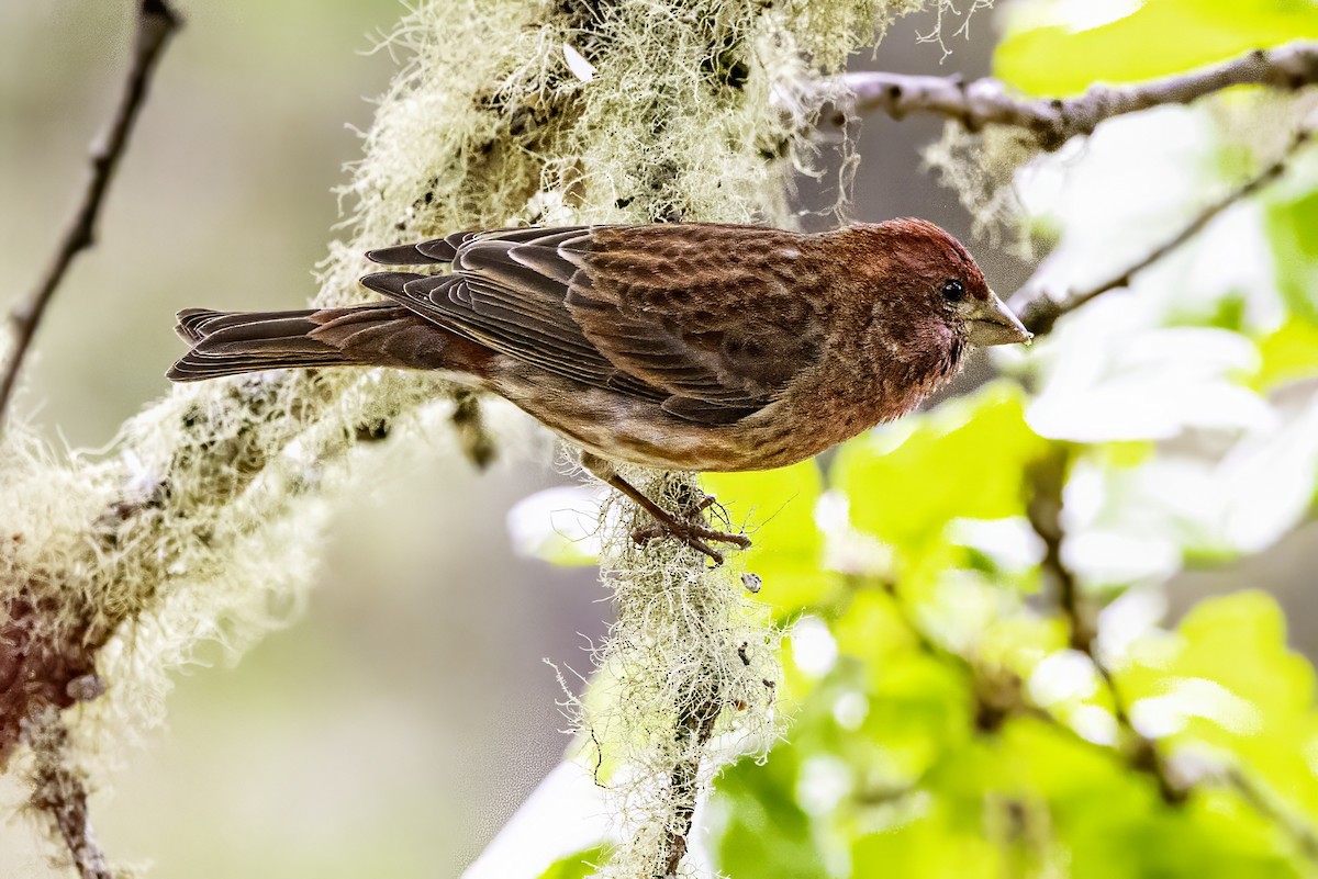 Camachuelo Purpúreo - ML644874991