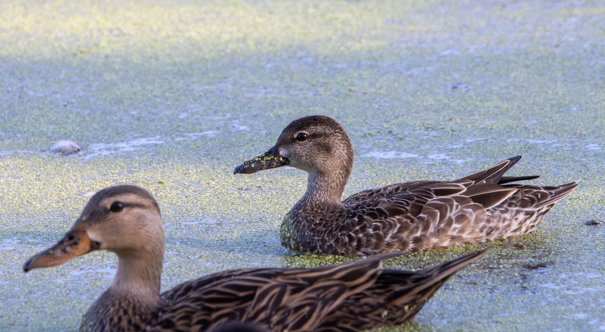 Синекрылый чирок - ML644874992