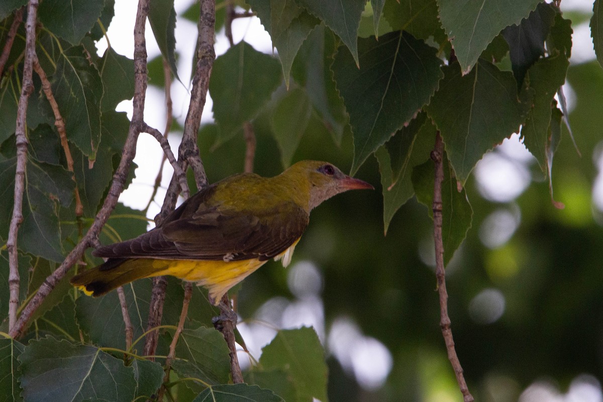 Oropéndola Europea - ML644874993