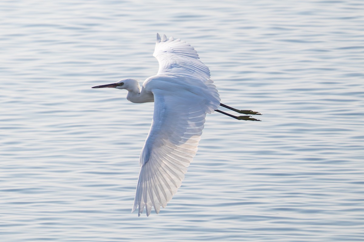 Seidenreiher - ML644874994