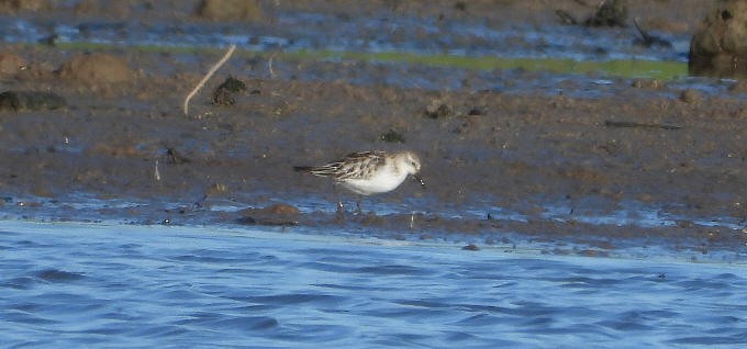 ヨーロッパトウネン - ML644874996