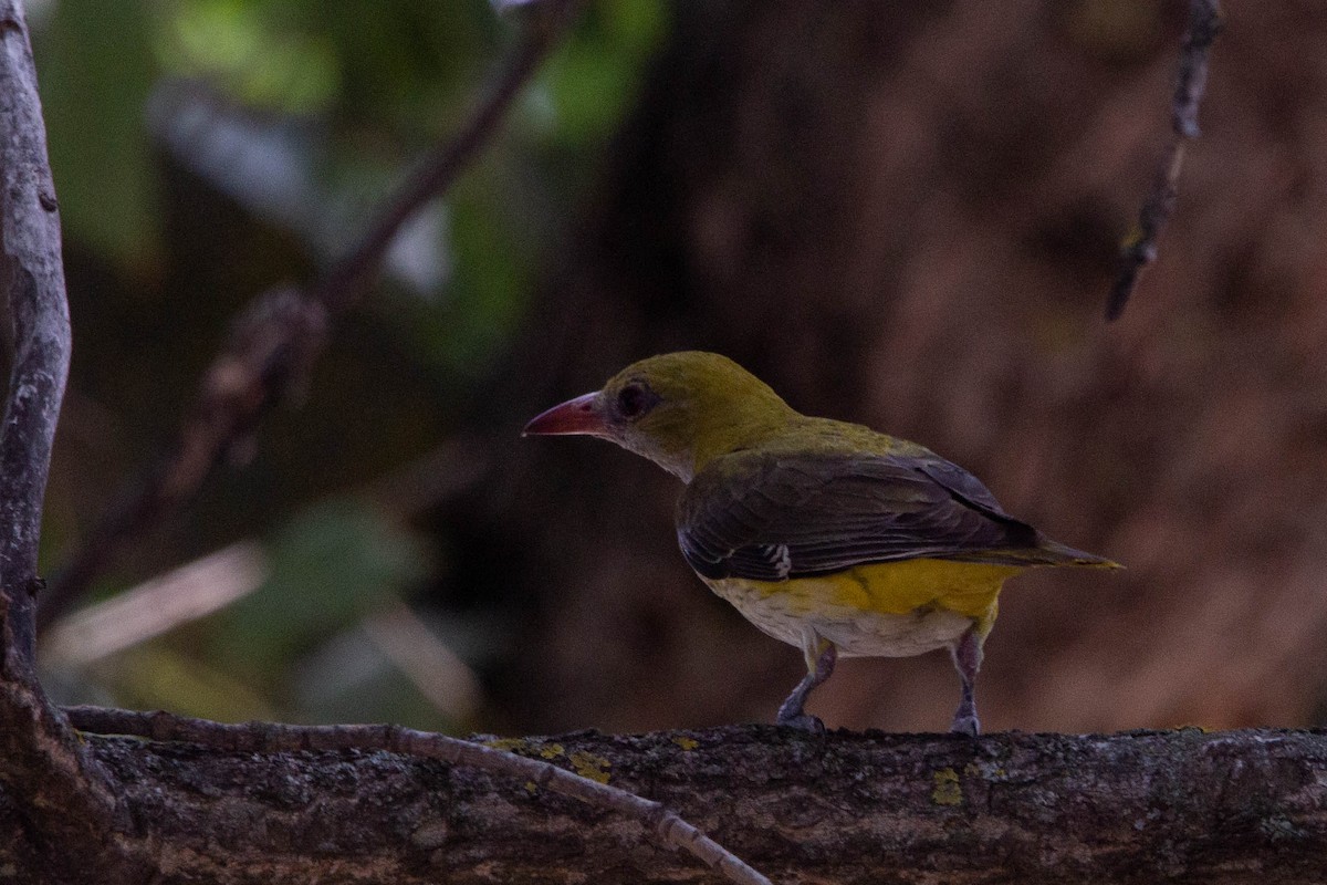 Oropéndola Europea - ML644874997