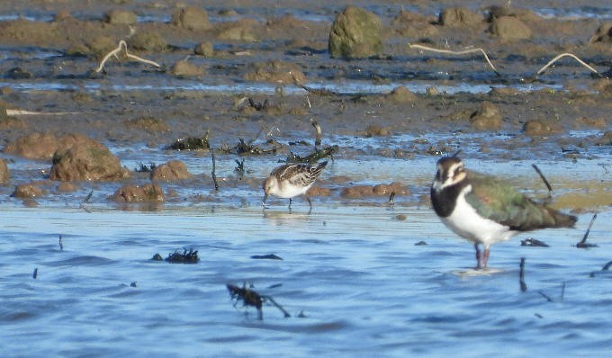 ヨーロッパトウネン - ML644875003