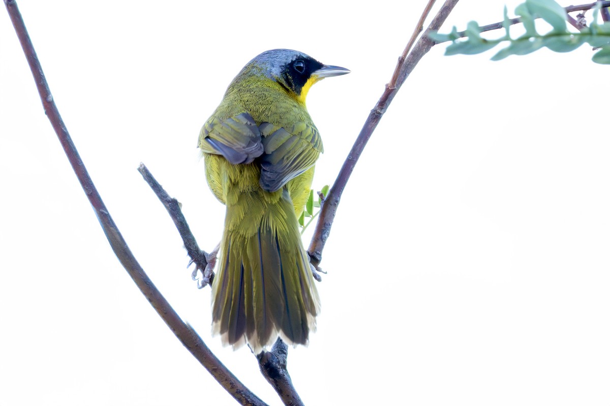 Жовтогорлик східний - ML644875004