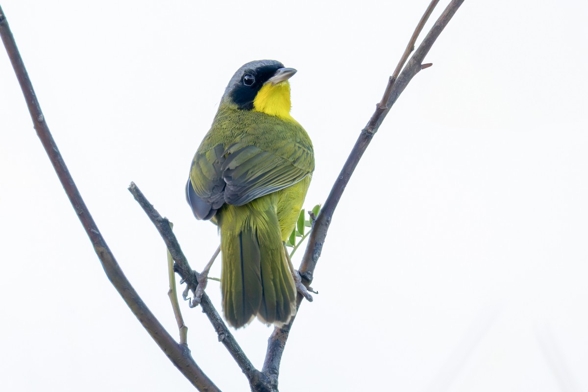 Жовтогорлик східний - ML644875005