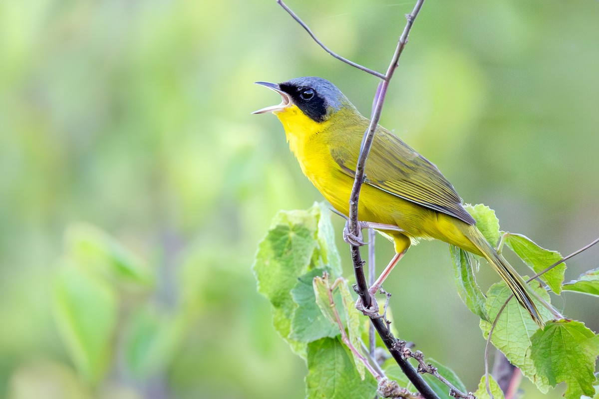 Жовтогорлик східний - ML644875006