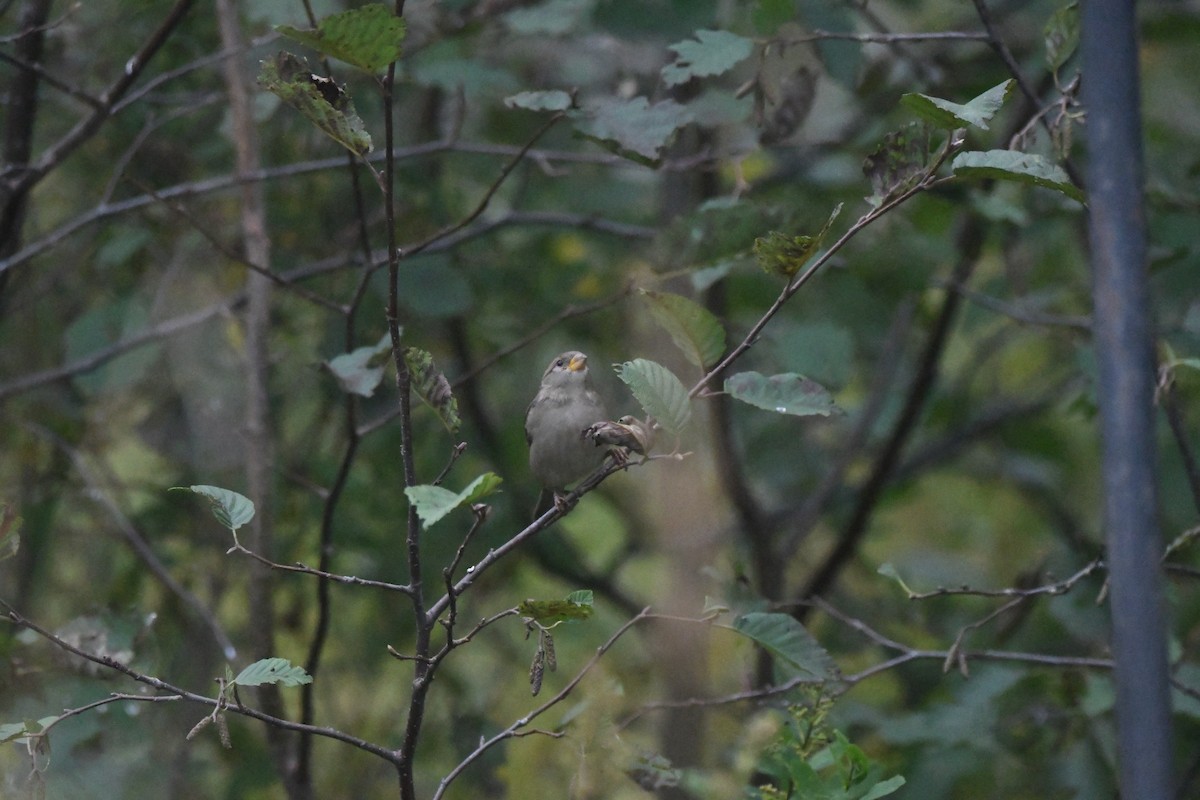 House Sparrow - ML644875010
