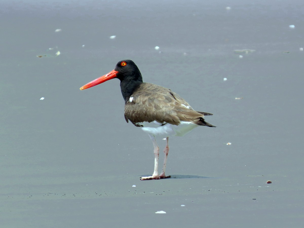 American Oystercatcher - ML644875015