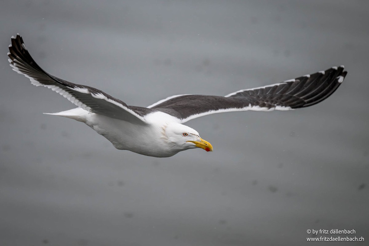 Kelp Gull - ML644875018