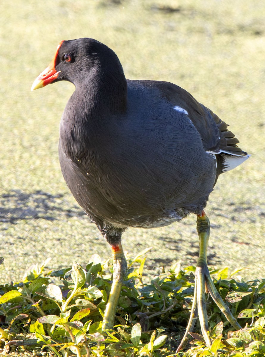 Common Gallinule - ML644875049