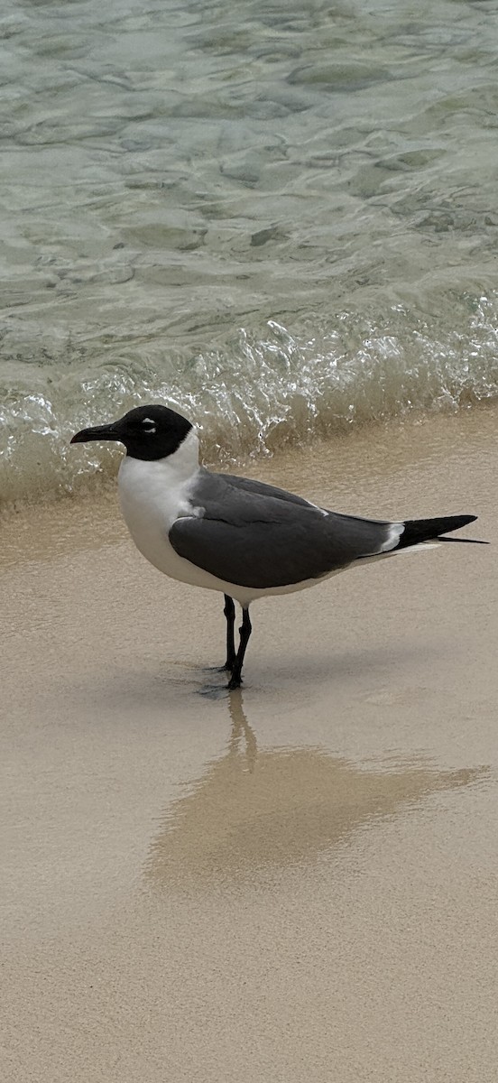 Laughing Gull - ML644875051