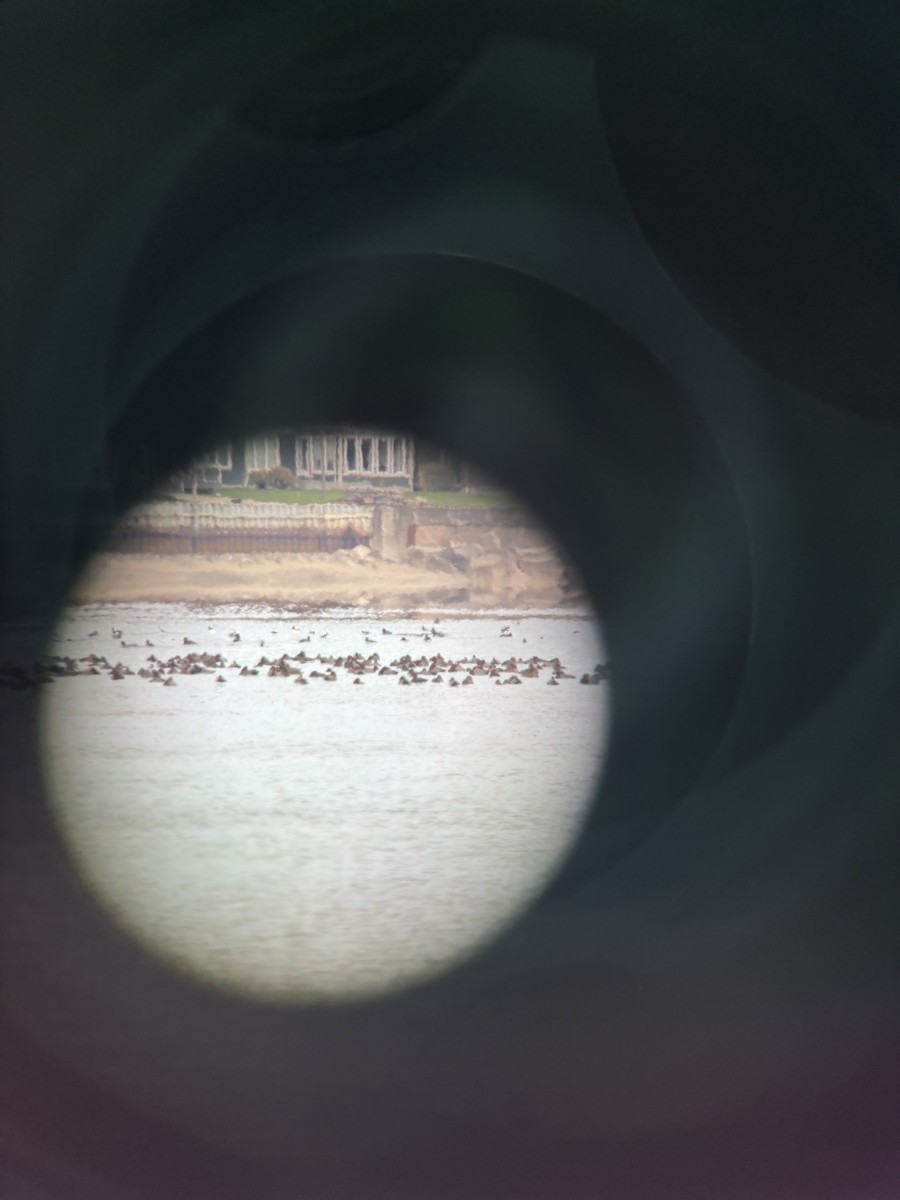 Bergente - ML644875060