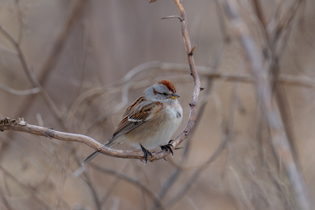 Bruant hudsonien - ML644875067