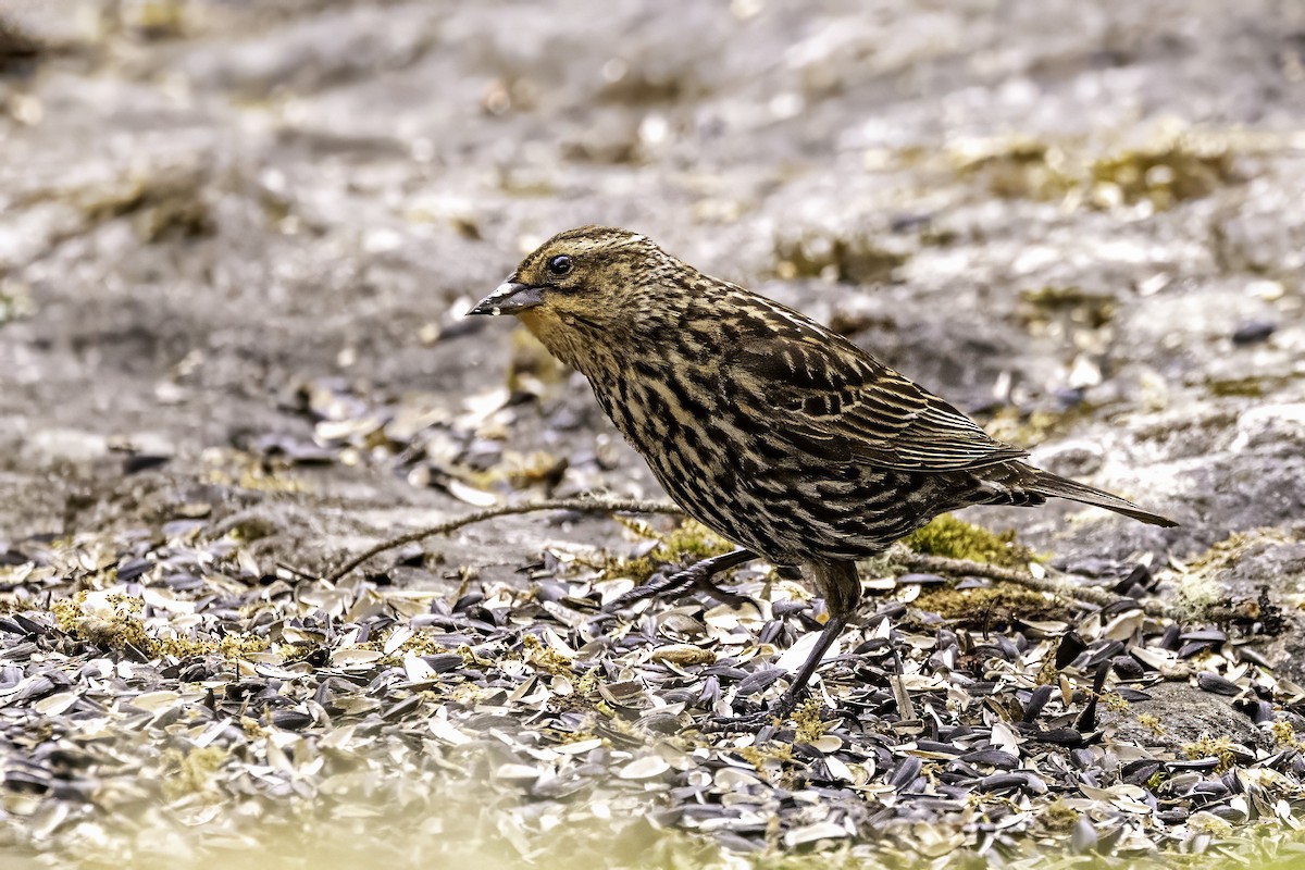 Red-winged Blackbird - ML644875085