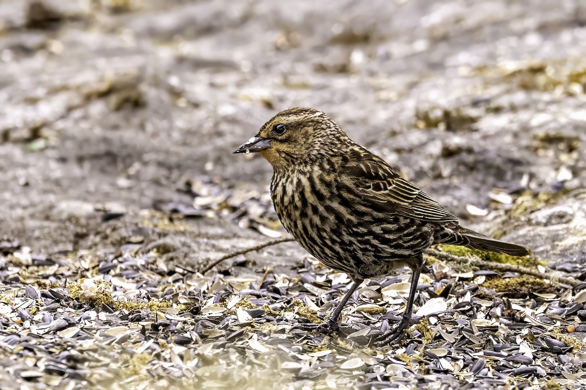 Red-winged Blackbird - ML644875088