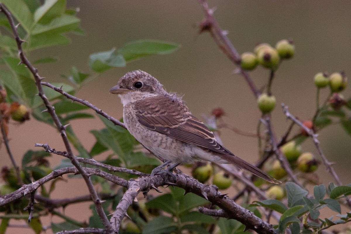 Red-backed Shrike - ML644875095