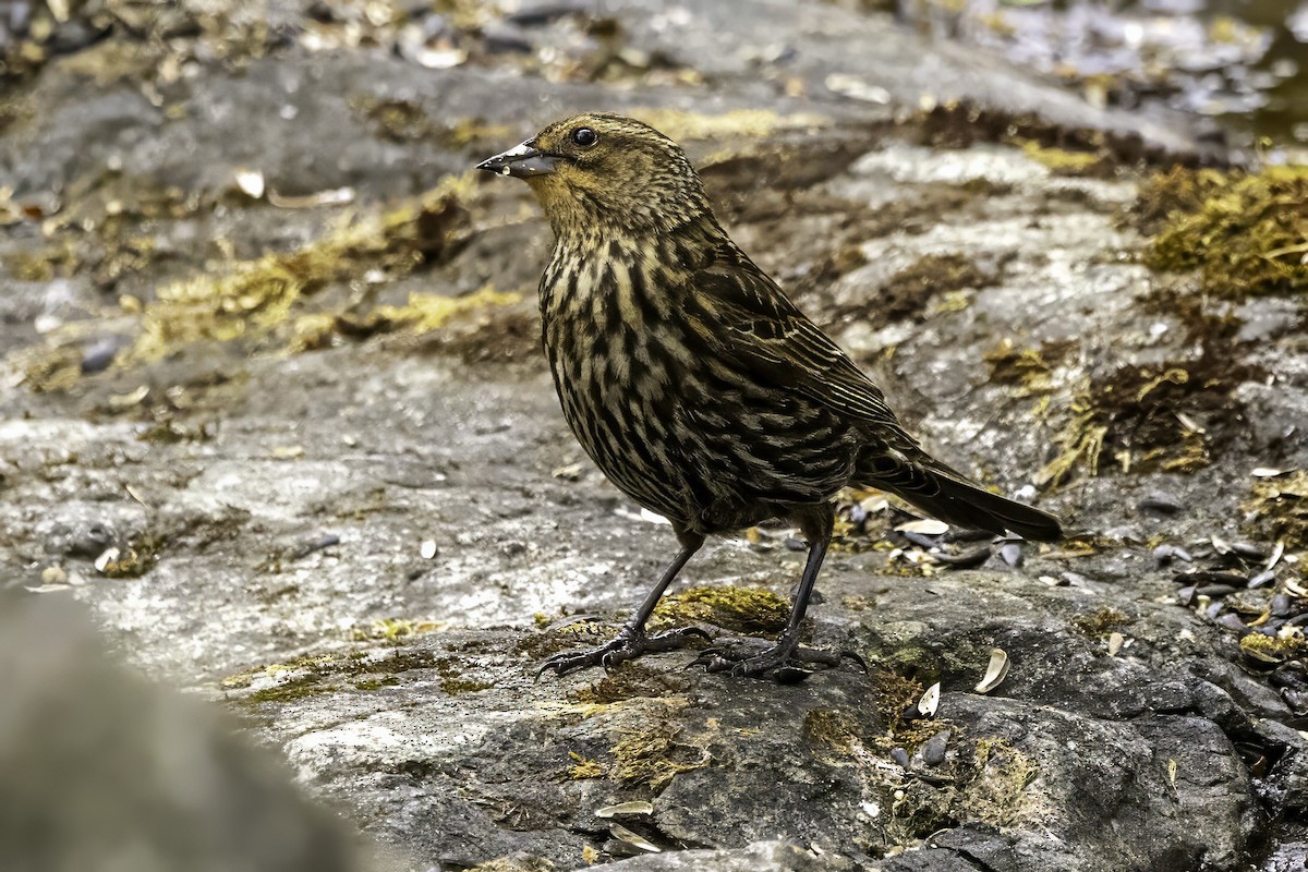 Red-winged Blackbird - ML644875096