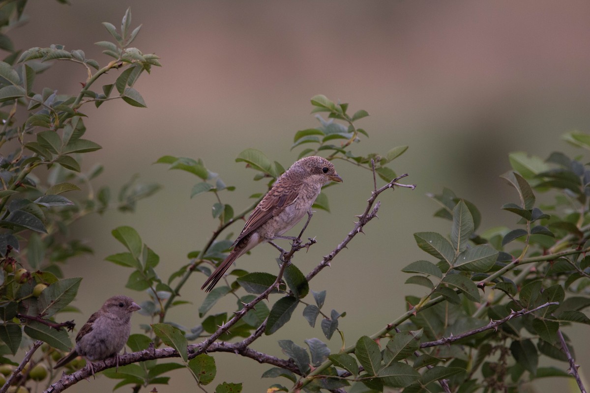 Red-backed Shrike - ML644875102
