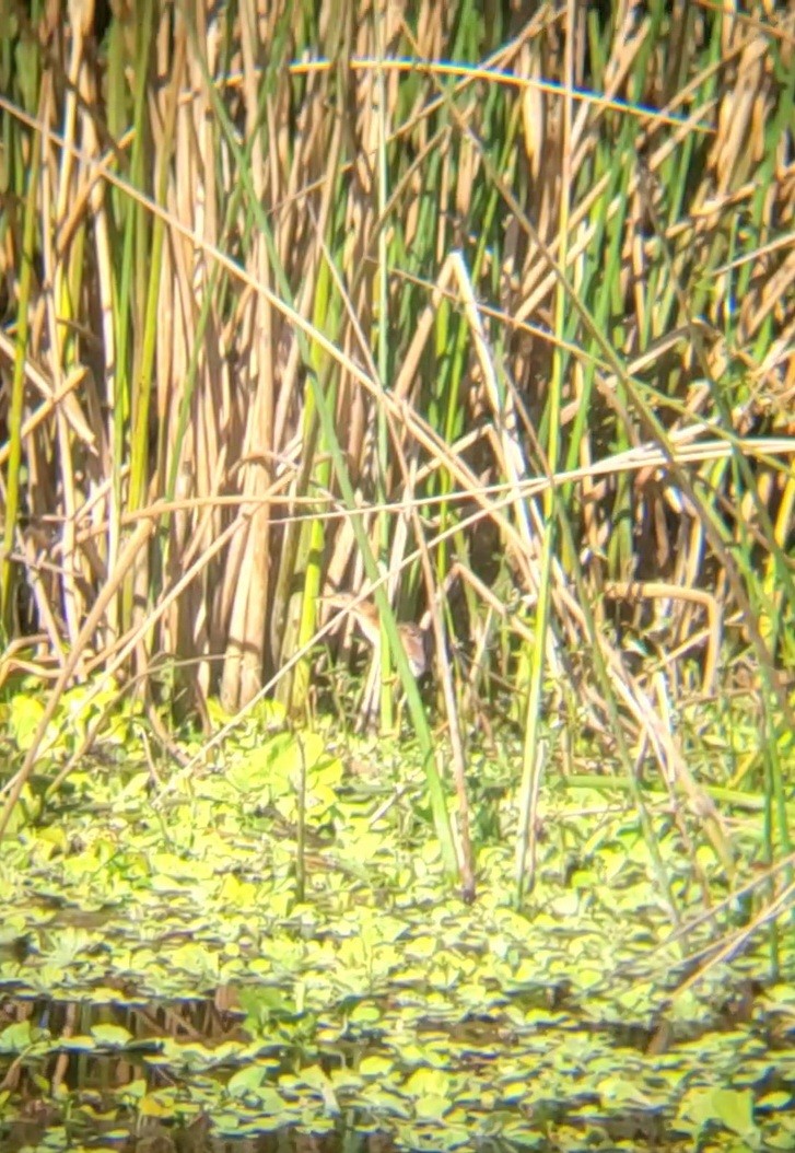 Least Bittern - ML644875116