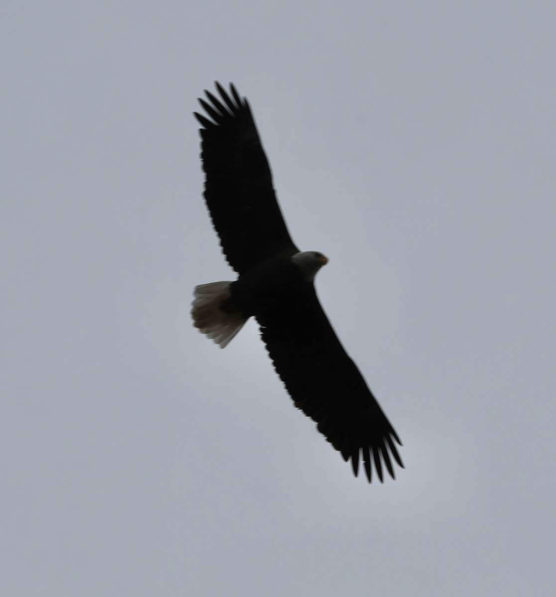 Bald Eagle - ML644875133