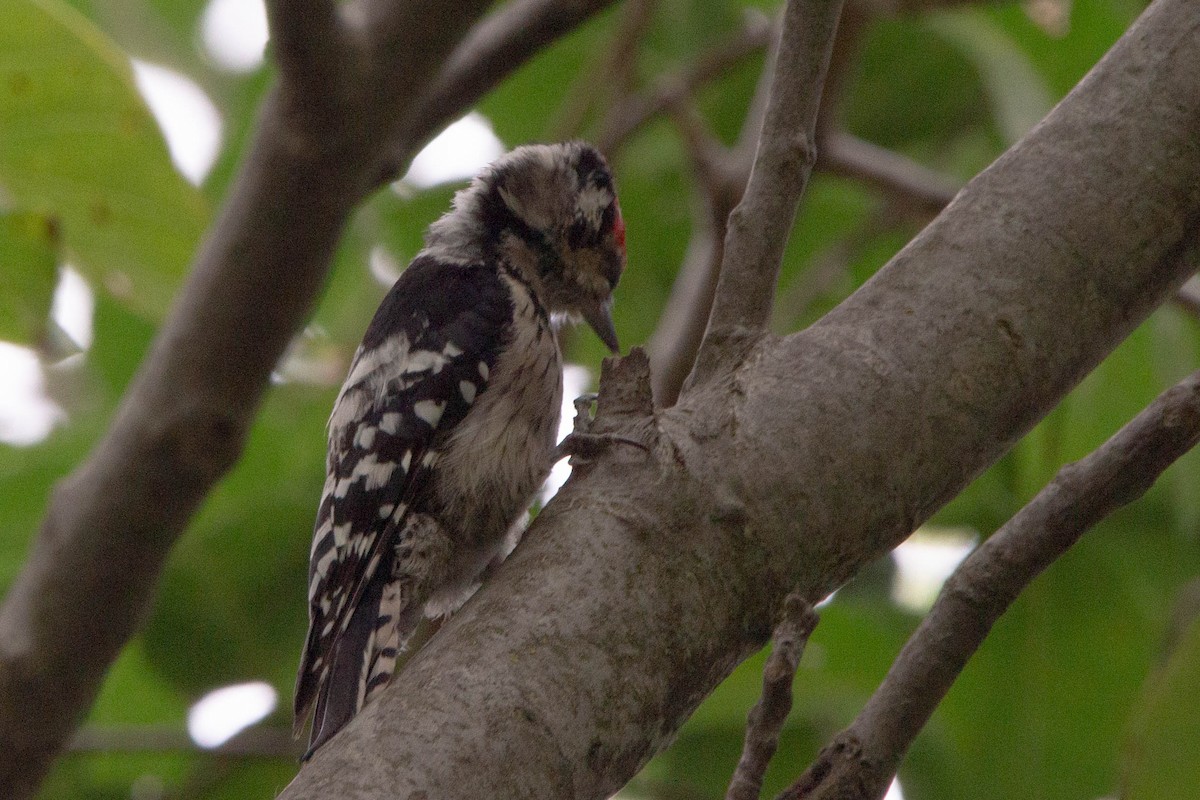 Lesser Spotted Woodpecker - ML644875136