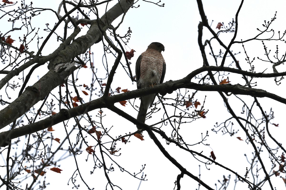 Cooper's Hawk - ML644875140