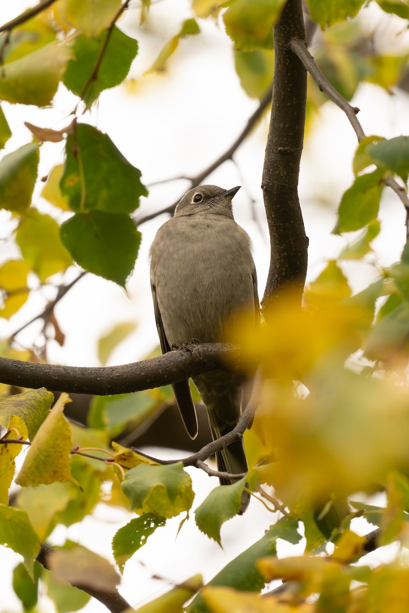 lesňák západní - ML644875145