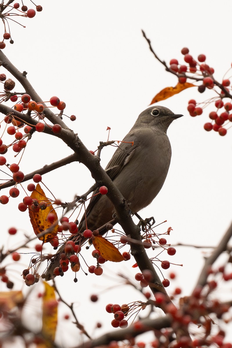 lesňák západní - ML644875146