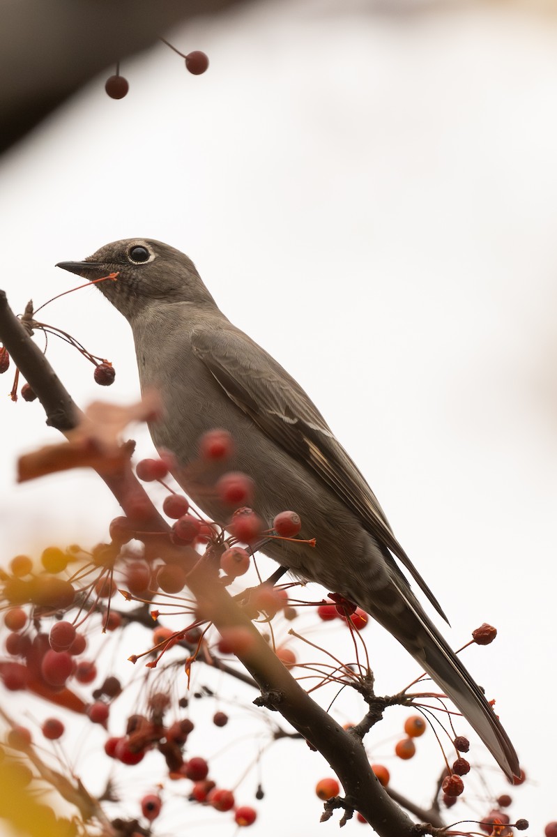 lesňák západní - ML644875147