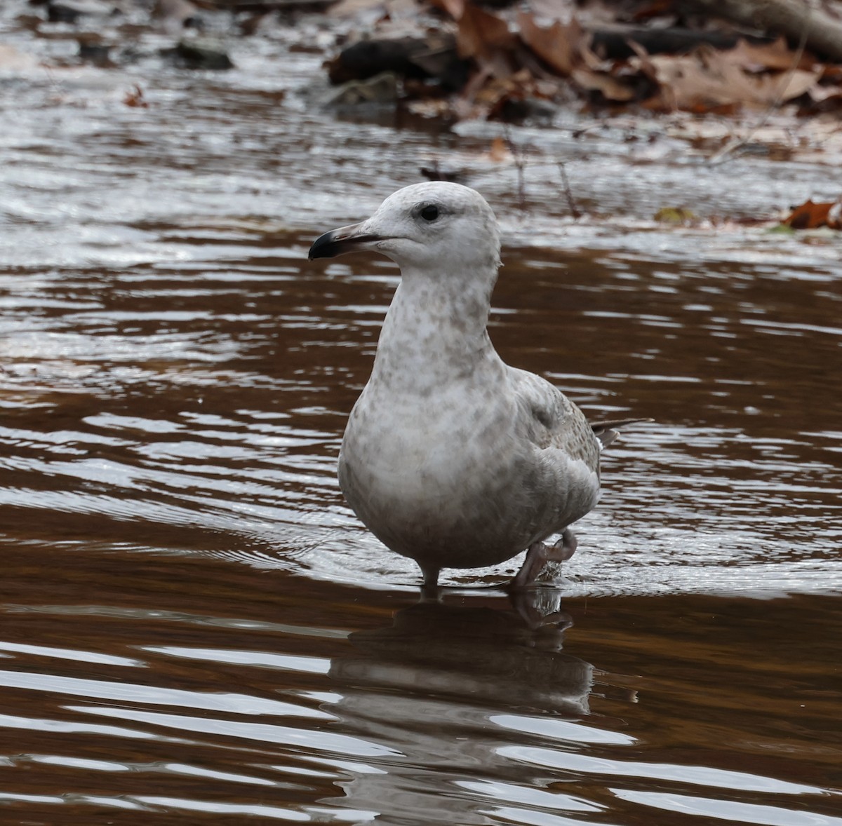 American Herring Gull - ML644875159