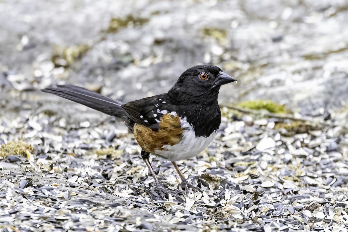 Spotted Towhee - ML644875163