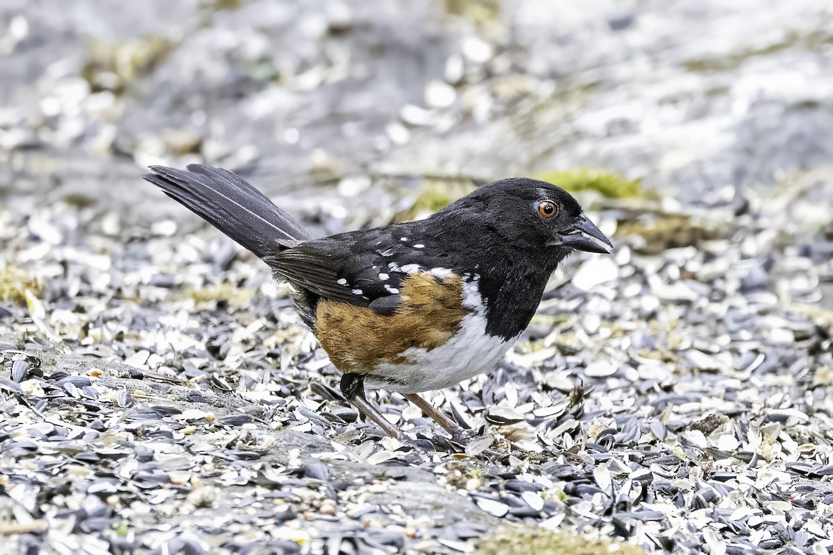 Spotted Towhee - ML644875164