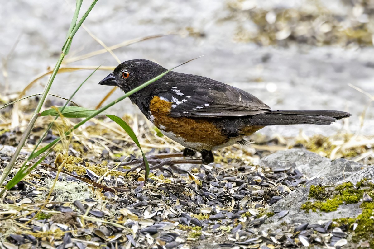 Spotted Towhee - ML644875167